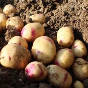Description des pommes de terre Barin