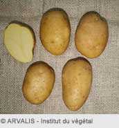 Description des pommes de terre Juvel
