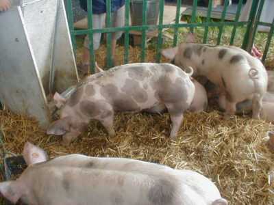 Description des porcs Pietren