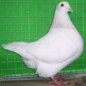 Description des races de viande de pigeons