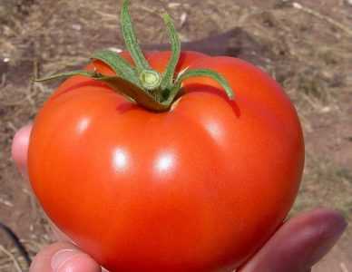 Description des tomates Volgograd précoce 323