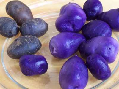 Description des variétés de pomme de terre violette