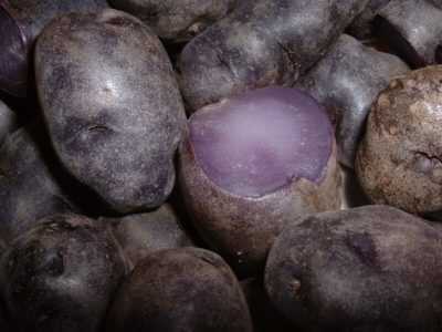 Description des variétés de pommes de terre pour la Terre noire