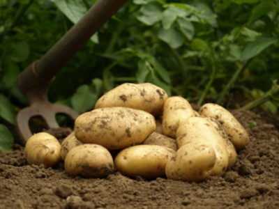 Description des variétés de pommes de terre précoces