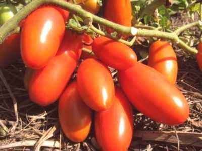 Description des variétés de tomates Rocket