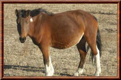 Description du cheval mongol
