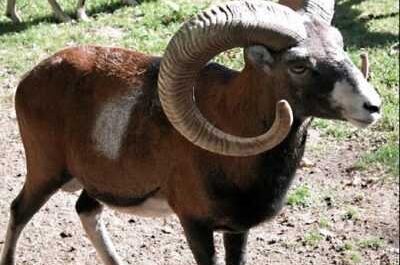 Description du mouflon de mouton de montagne