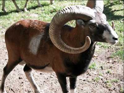 Description du mouflon de mouton de montagne