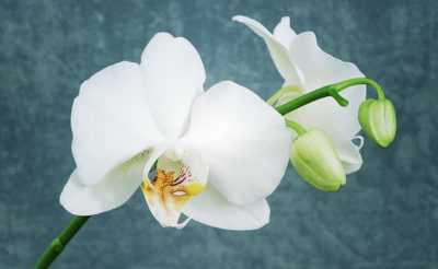 Description du papillon legato orchidée