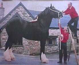 Description du plus grand cheval du monde