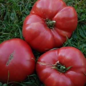 Description et caractéristiques de la variété de tomate Pink Souvenir