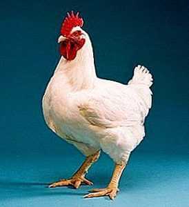 Description et caractéristiques des poulets de chair de race KOBB 700