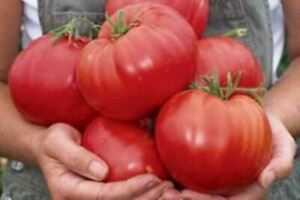 Description et caractéristiques des tomates Bull Lob