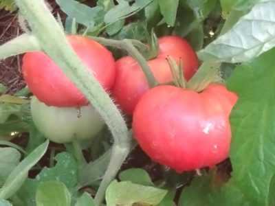 Description et caractéristiques des tomates éléphants roses