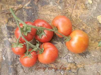 Description et caractéristiques des tomates King of the Early