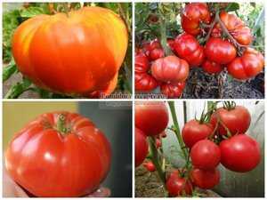 Description et caractéristiques des variétés de tomates Troïka sibérienne