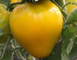 Description et caractéristiques du roi tomate de Sibérie