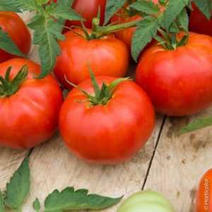 Description et description de tomate vacances préférées