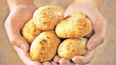 Dutch Colombo Potato Variety