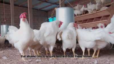 Élevage de poulets dans le pays pour débutants