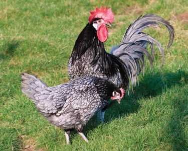 Élevage et élevage de poulets bleus andalous