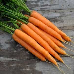 Engrais de carotte de printemps