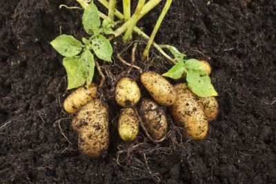 Engrais nécessaires pour les pommes de terre lors de la plantation dans le trou