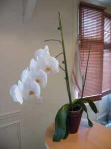 Est-il dangereux de garder une orchidée à la maison