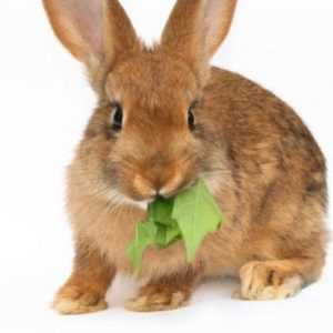 Est-il possible d’introduire des concombres dans l’alimentation des lapins