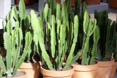 Euphorbia plus belle - comment prendre soin