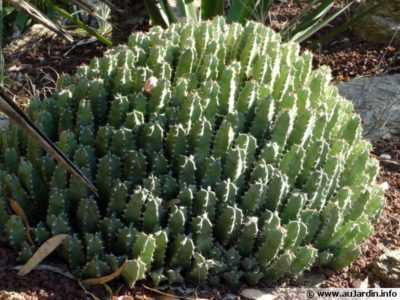 Euphorbia Resiniferous - comment prendre soin d'une plante