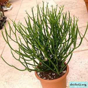 Euphorbia Tirucalli – plante sans prétention