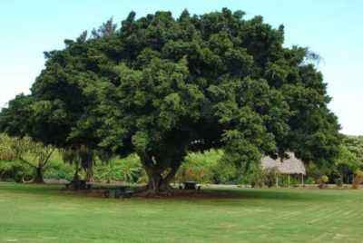 Ficus Belize soins à domicile
