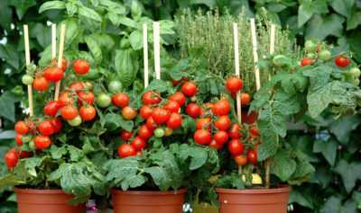 Garniture de tomates après la plantation