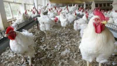 Grippe aviaire chez les poulets et les coqs