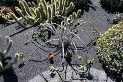 Jardin Euphorbia bordé