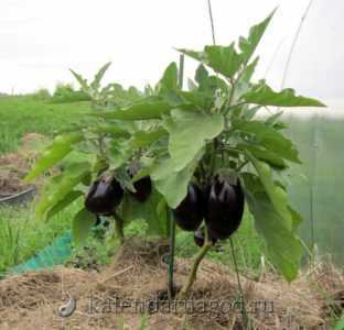 Jours favorables à la plantation d'aubergines pour les semis en 2019