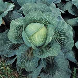 Kilaton Cabbage Variety