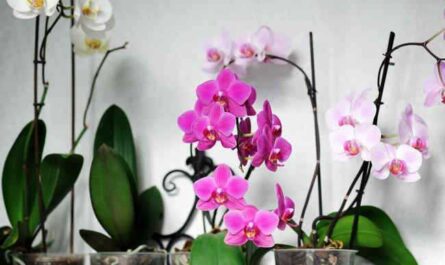 La période de floraison des orchidées à la maison