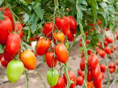 La raison de la faible croissance des plants de tomates