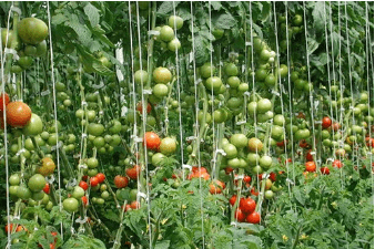 La température optimale pour la culture des tomates