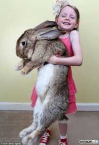 Le plus grand et le plus petit lapin du monde