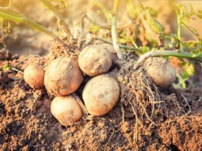 Le principe de la plantation de pommes de terre selon la méthode Mitlider