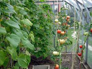 Le principe de la plantation de tomates en serre