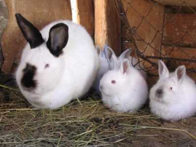 Le terme de gestation des lapins