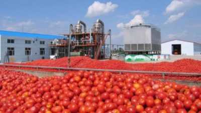 L'efficacité de la méthode chinoise de culture des tomates