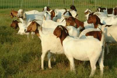 L’élevage de chèvres comme entreprise rentable