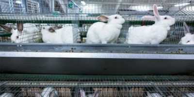 L’élevage de lapins comme entreprise à la maison