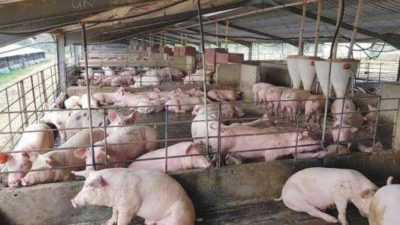 L’élevage porcin comme une entreprise rentable
