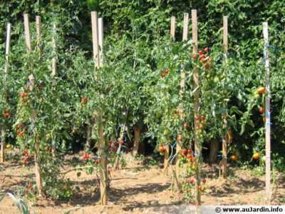 Les avantages du nitroammophoski pour les tomates